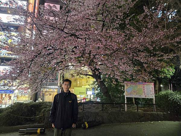 1140323-14上野公園夜櫻 1140323-14上野公園夜櫻