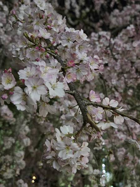 1140323-14上野公園夜櫻 1140323-14上野公園夜櫻