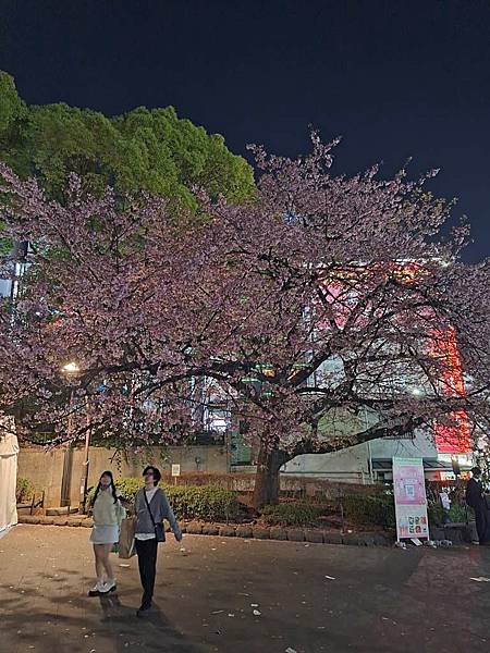 1140323-14上野公園夜櫻 1140323-14上野公園夜櫻