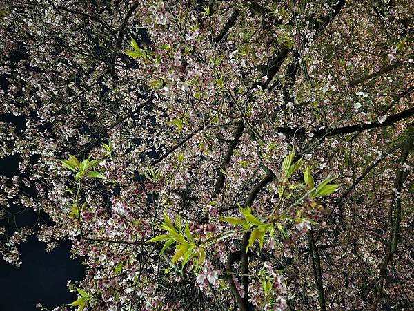 1140323-14上野公園夜櫻 1140323-14上野公園夜櫻