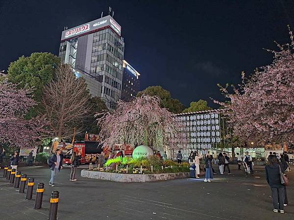 1140323-14上野公園夜櫻 1140323-14上野公園夜櫻