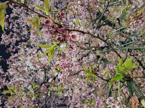 1140323-14上野公園夜櫻 1140323-14上野公園夜櫻