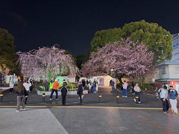 1140323-14上野公園夜櫻 1140323-14上野公園夜櫻