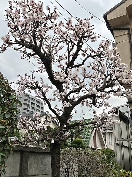 1140324-6藏造老街