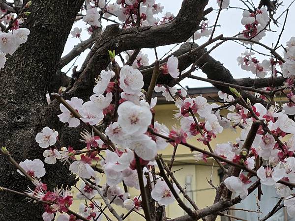 1140324-6藏造老街