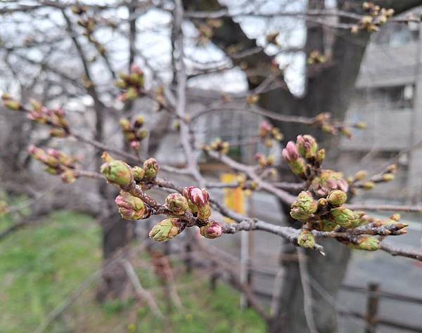 1140324-8新河岸川