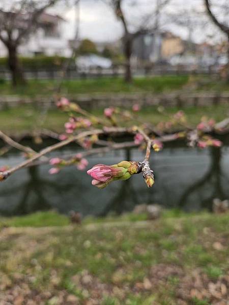 1140324-8新河岸川