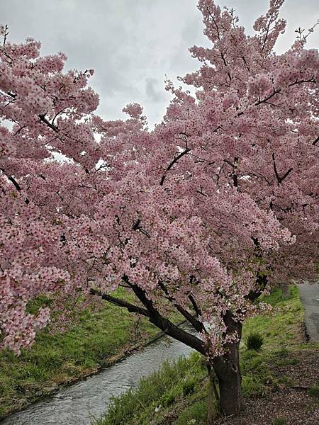 1140324-8新河岸川