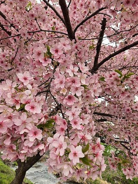 1140324-8新河岸川