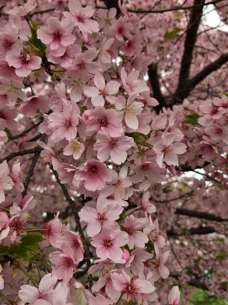 1140324-8新河岸川