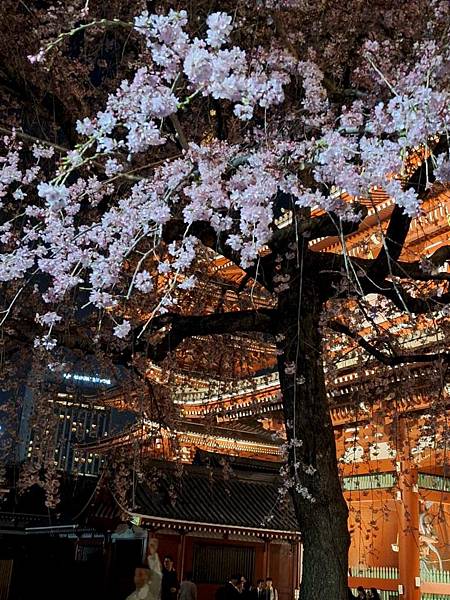 1140325-12淺草寺夜櫻