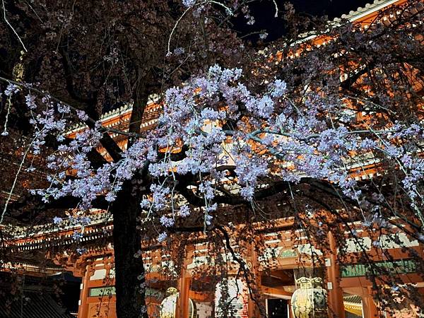 1140325-12淺草寺夜櫻