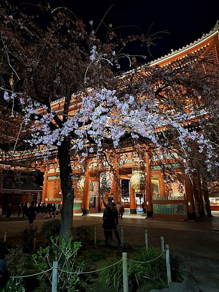 1140325-12淺草寺夜櫻