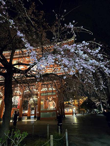 1140325-12淺草寺夜櫻