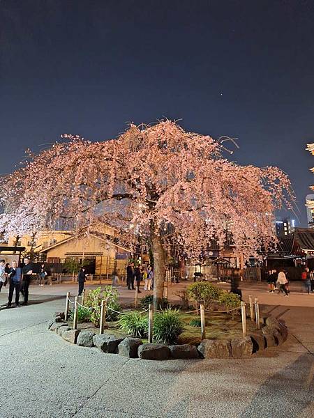 1140325-12淺草寺夜櫻