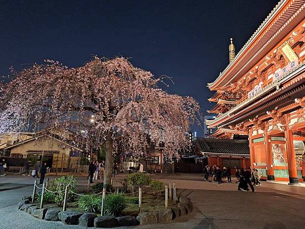 1140325-12淺草寺夜櫻