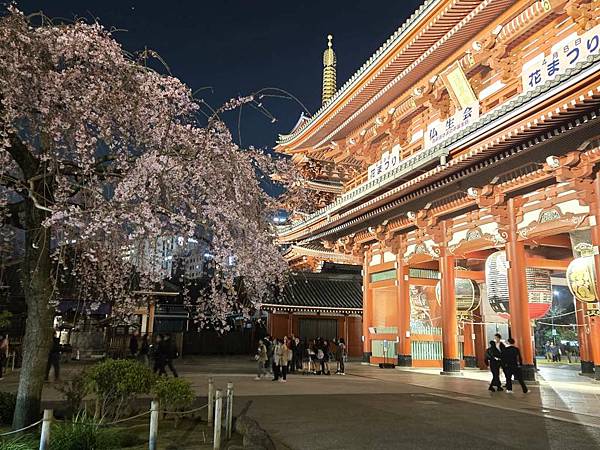 1140325-12淺草寺夜櫻