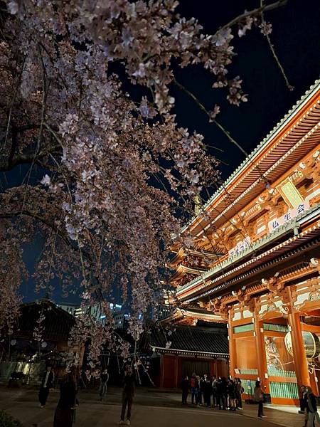 1140325-12淺草寺夜櫻