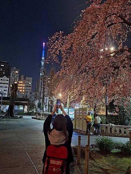 1140325-12淺草寺夜櫻