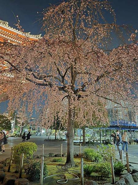 1140325-12淺草寺夜櫻