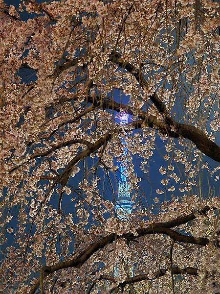 1140325-12淺草寺夜櫻
