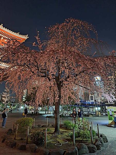 1140325-12淺草寺夜櫻