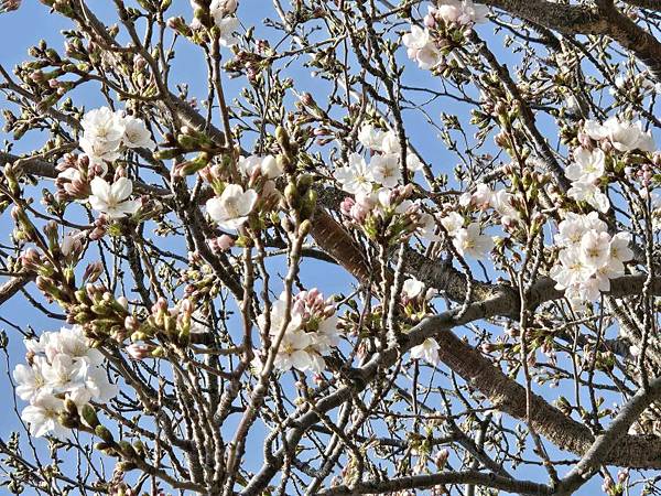 1140326-1汐入公園(一)