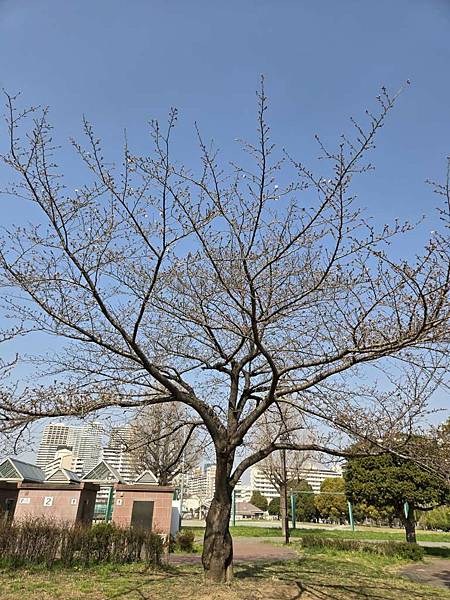 1140326-1汐入公園(一)