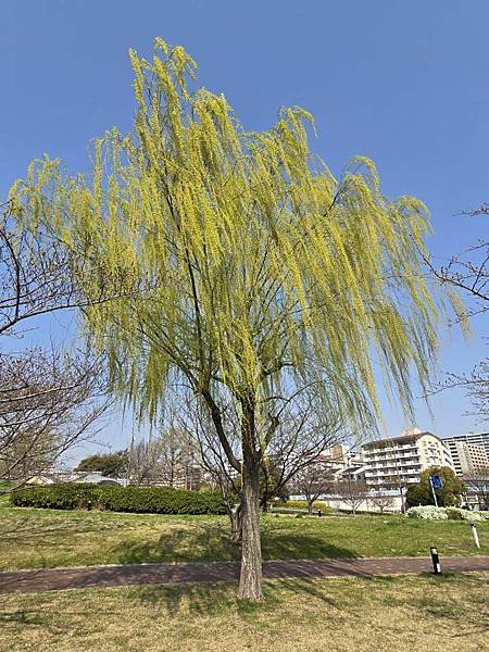 1140326-1汐入公園(一)