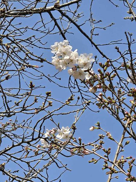 1140326-1汐入公園(一)