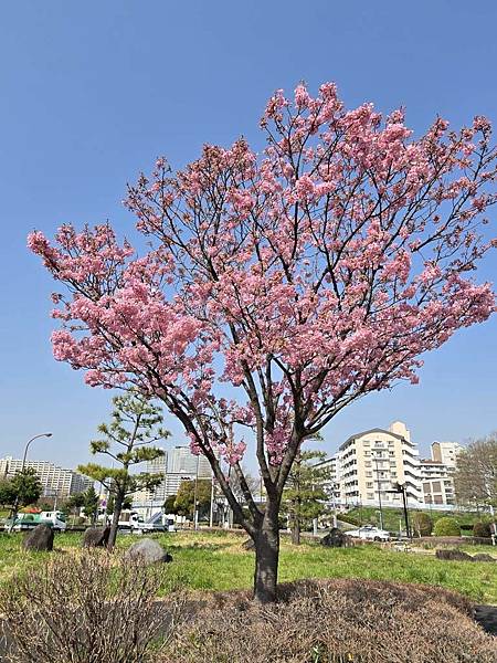 1140326-1汐入公園(一)