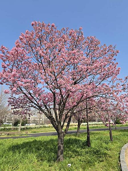 1140326-1汐入公園(一)