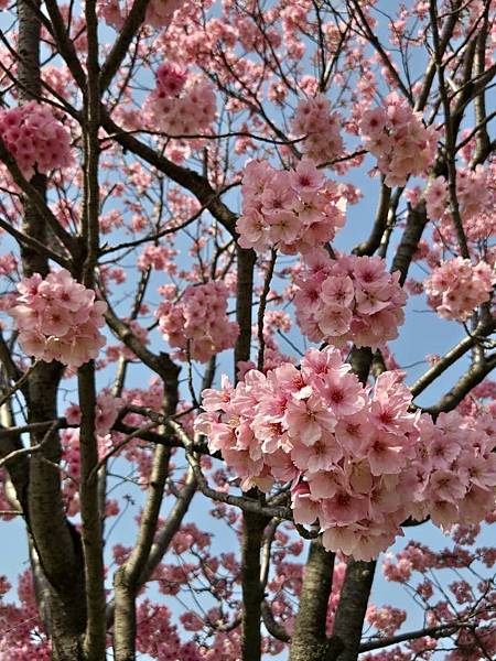 1140326-1汐入公園(一)