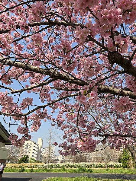 1140326-1汐入公園(一)