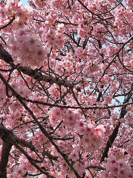 1140326-1汐入公園(一)