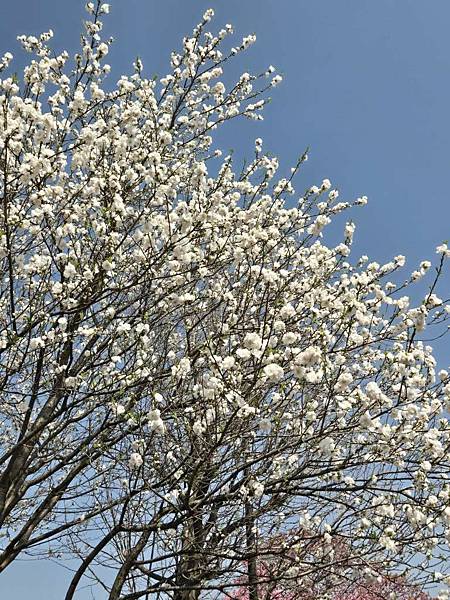 1140326-1汐入公園(一)