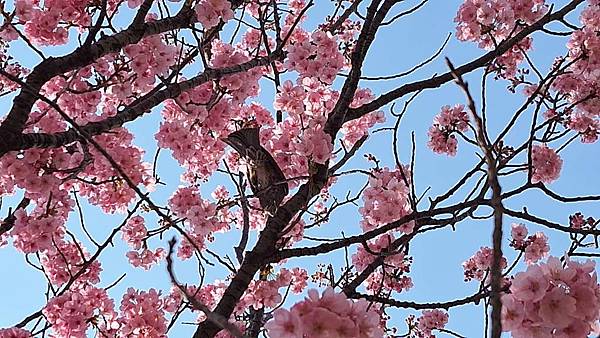 1140326-1汐入公園(一)