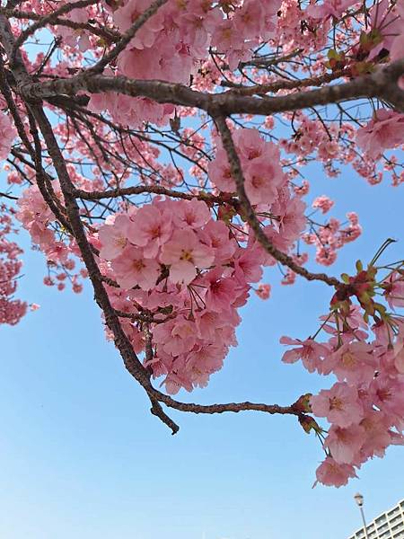 1140326-1汐入公園(一)