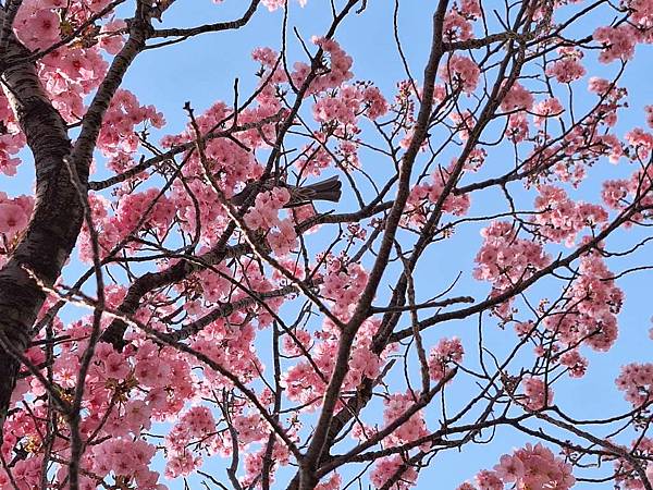 1140326-1汐入公園(一)