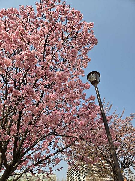 1140326-1汐入公園(一)