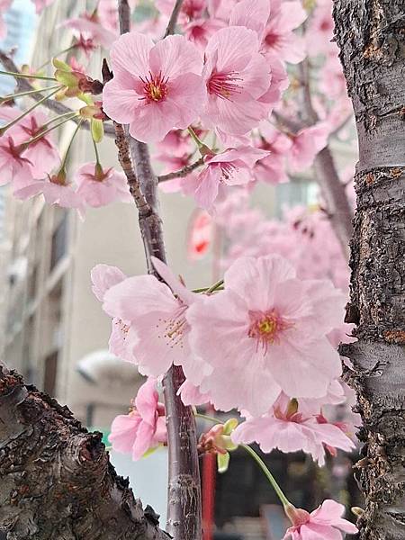 1140326-8六本木一丁目站「なだれ坂」 1140326-8六本木一丁目站「なだれ坂」