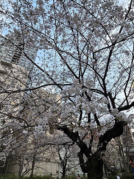 1140326-8六本木一丁目站「なだれ坂」 1140326-8六本木一丁目站「なだれ坂」