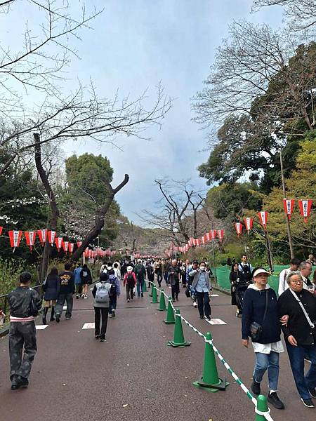 1140327-5上野公園櫻花