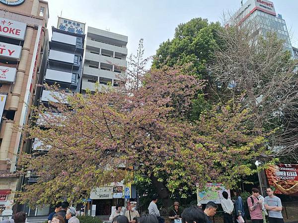 1140327-5上野公園櫻花