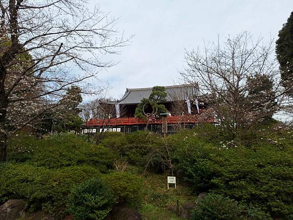 1140327-5上野公園櫻花