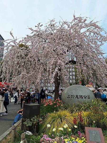 1140327-5上野公園櫻花