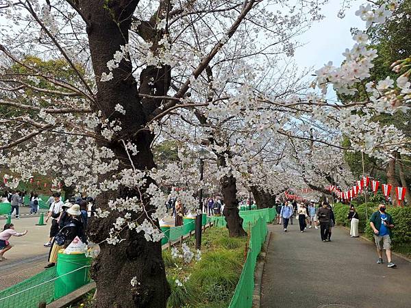 1140327-5上野公園櫻花
