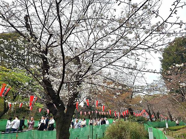 1140327-5上野公園櫻花