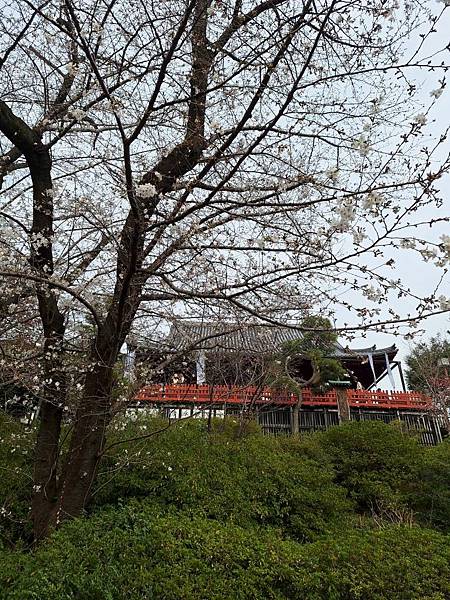 1140327-5上野公園櫻花