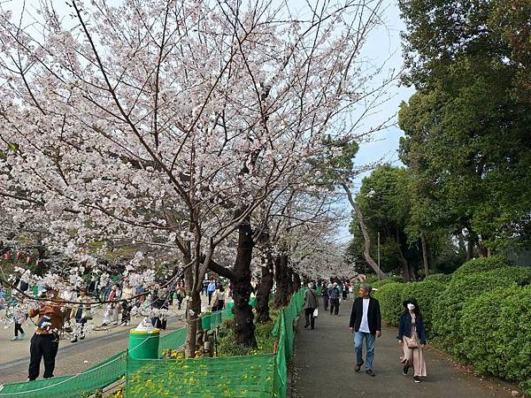 1140327-5上野公園櫻花